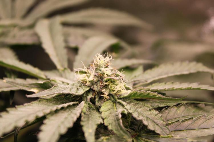 Blemics GrowDiaries '4. Week 11 - Ztrawberry