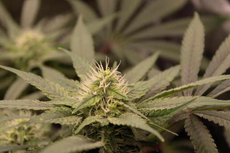 Blemics GrowDiaries '4. Week 11 - Nebula