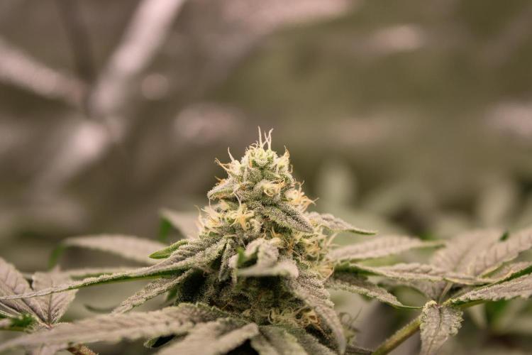 Blemics GrowDiaries '4. Week 11 - AlienZ