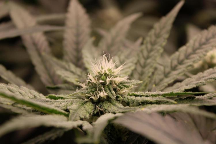 Blemics GrowDiaries '4. Week 11 - Nori Cake