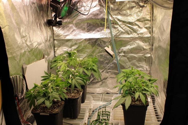 Blemics GrowDiaries '5. Week 5 - D30