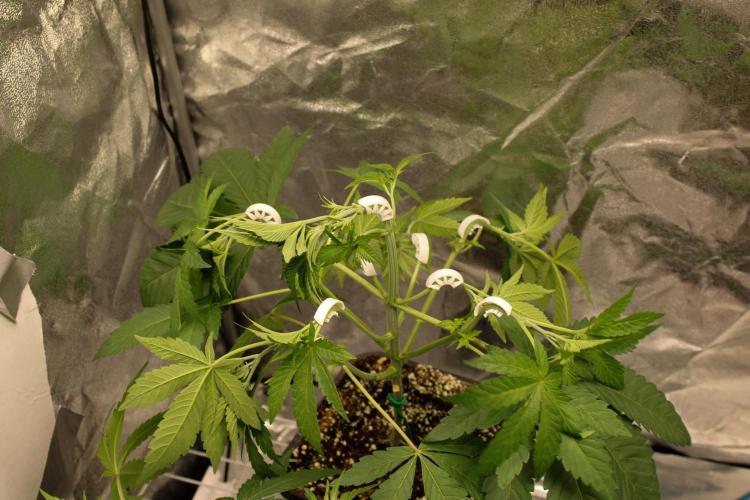 Blemics GrowDiaries '5. Week 5 - Velvet Moon