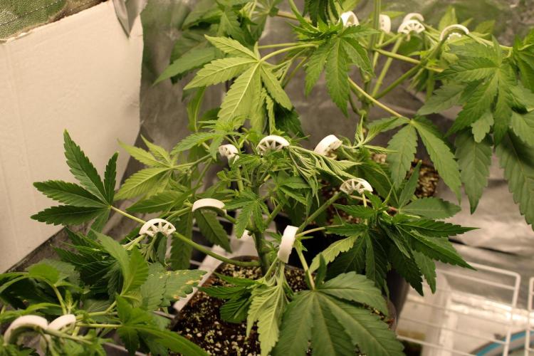 Blemics GrowDiaries '5. Week 5 - Purple Mints