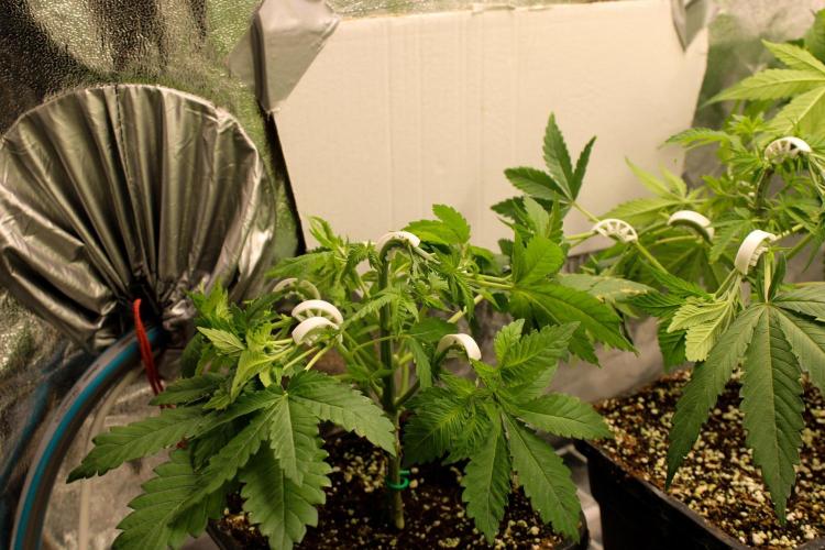 Blemics GrowDiaries '5. Week 5 - White Widow