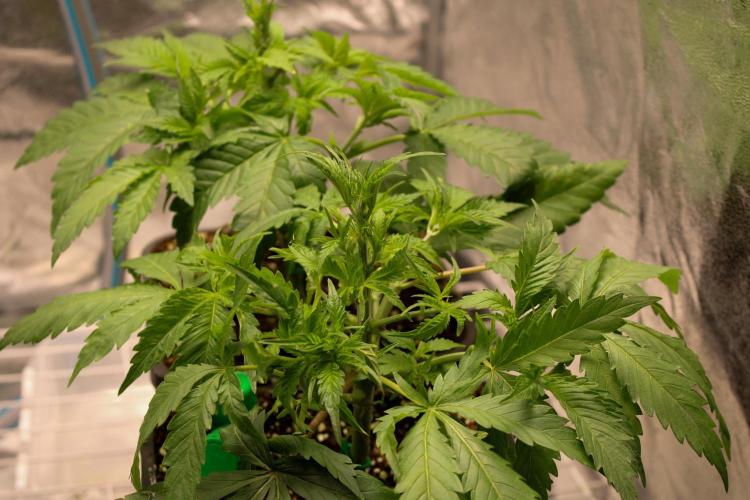 Blemics GrowDiaries '5. Week 5 - Rainbow road