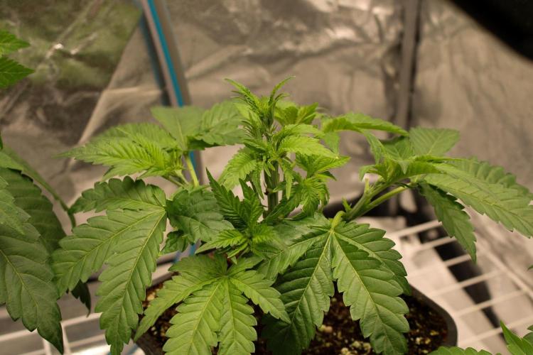 Blemics GrowDiaries '5. Week 5 - Black Apple