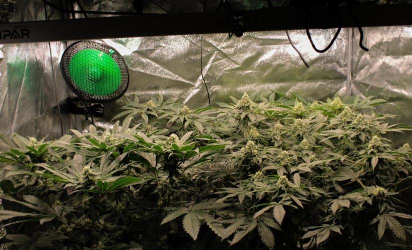 Blemics GrowDiaries '4. Week 12 - F38