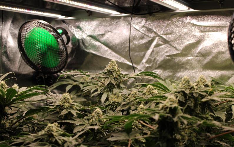 Blemics GrowDiaries '4. Week 12 - F38