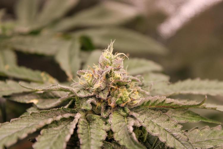 Blemics GrowDiaries '4. Week 12 - Ztrawberry