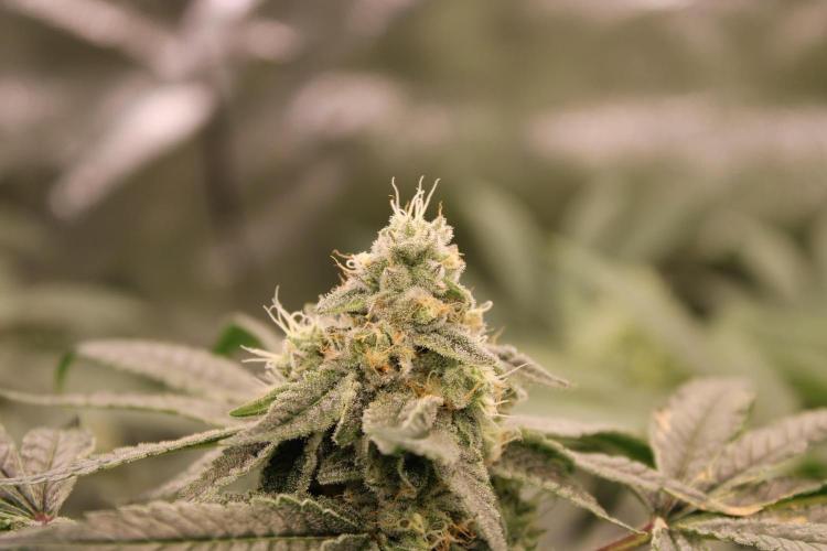 Blemics GrowDiaries '4. Week 12 - AlienZ