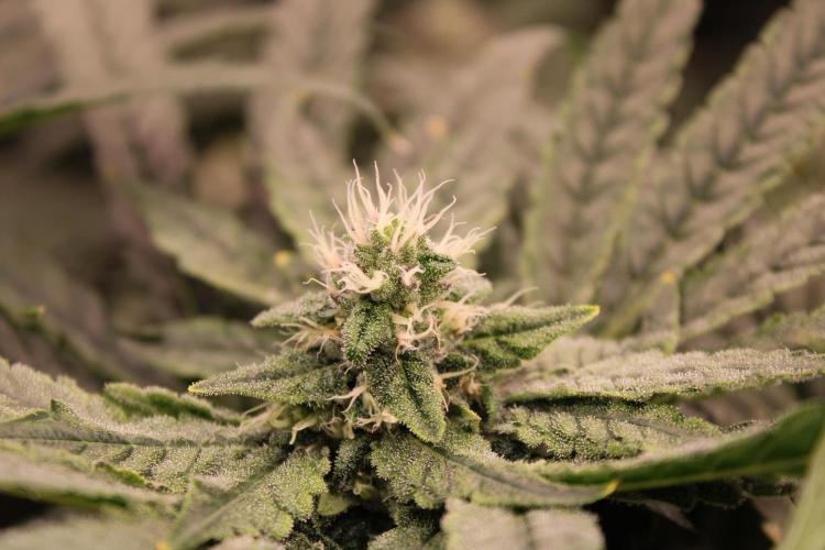 Blemics GrowDiaries '4. Week 12 - Nori Cake