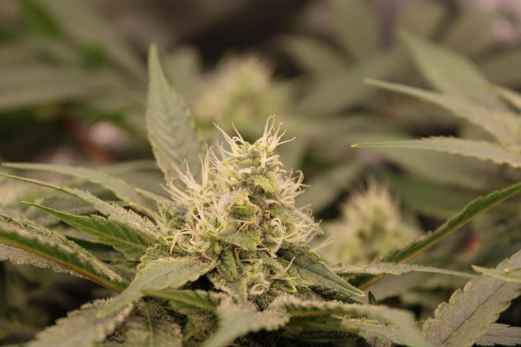 Blemics GrowDiaries '4. Week 12 - Nebula