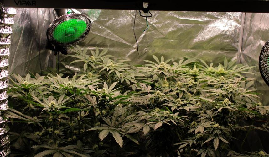 Blemics GrowDiaries '4. Week 12 - F38