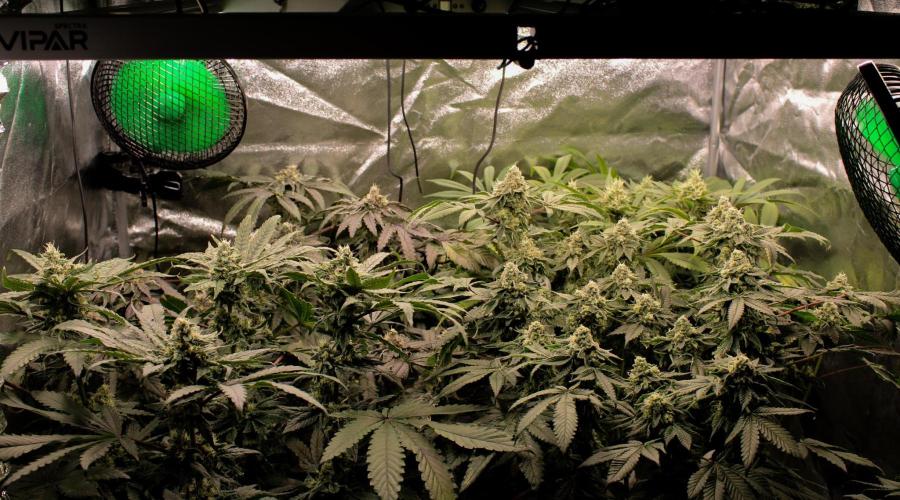 Blemics GrowDiaries '4. Week 13 - D45