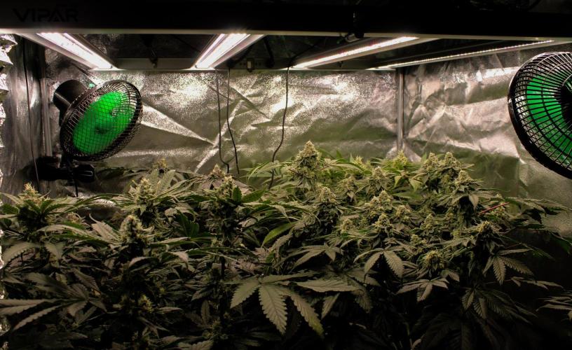 Blemics GrowDiaries '4. Week 13 - D45