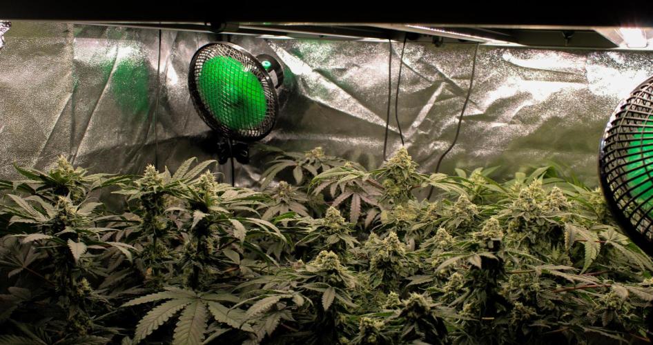 Blemics GrowDiaries '4. Week 13 - D45