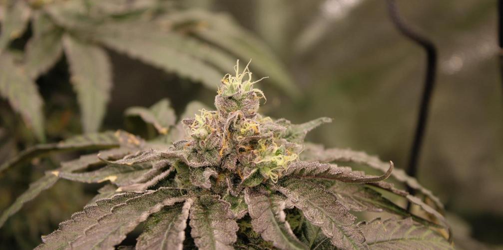 Blemics GrowDiaries '4. Week 13 - Ztrawberry