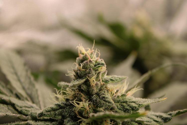 Blemics GrowDiaries '4. Week 13 - Nori Cake