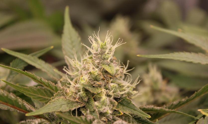 Blemics GrowDiaries '4. Week 13 - Nebula