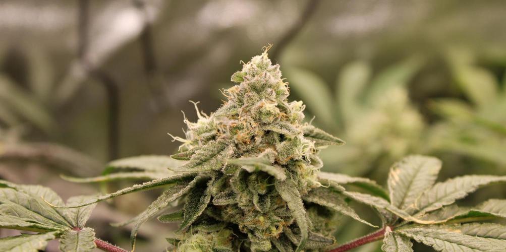 Blemics GrowDiaries '4. Week 13 - AlienZ