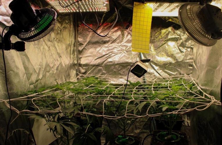 Blemics GrowDiaries '5. Week 7 - D1