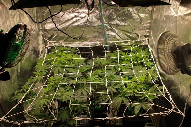 Blemics GrowDiaries '5. Week 7 - D1