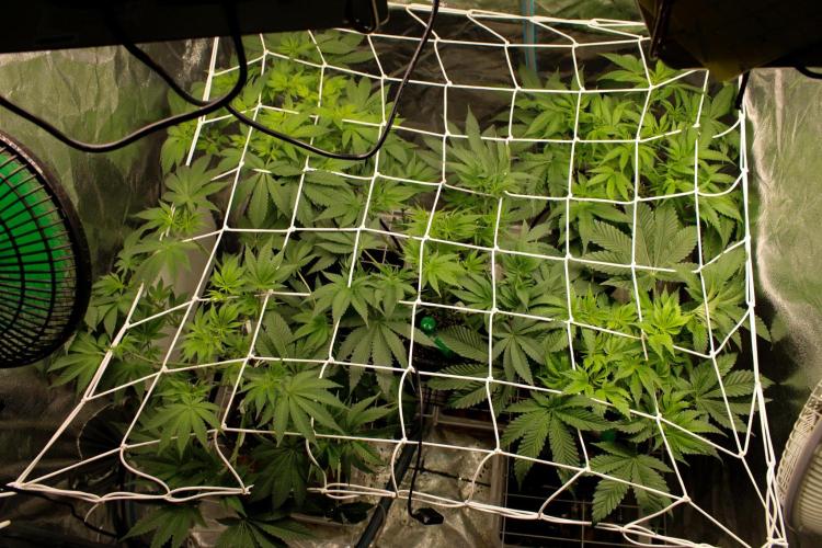 Blemics GrowDiaries '5. Week 7 - D1