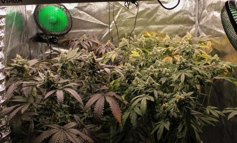 Blemics GrowDiaries '4. Week 14 - D52