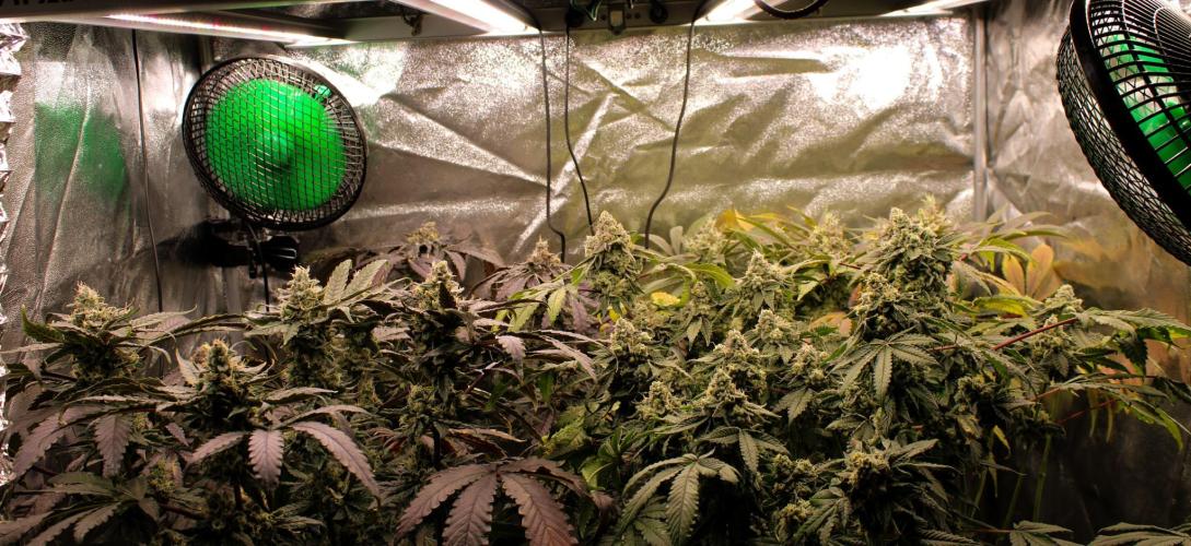 Blemics GrowDiaries '4. Week 14 - D52