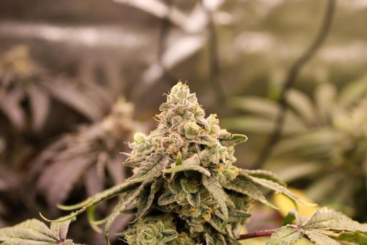 Blemics GrowDiaries '4. Week 14 - AlienZ