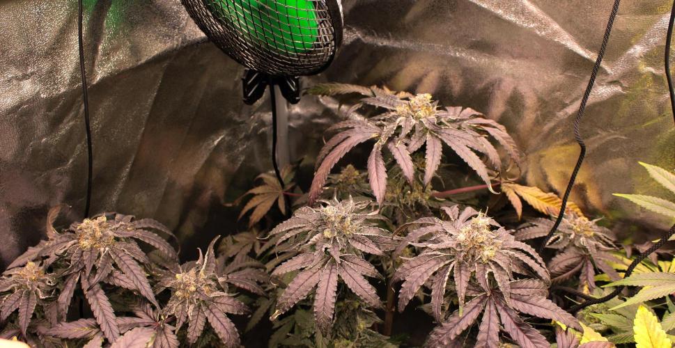 Blemics GrowDiaries '4. Week 14 - Ztrawberry