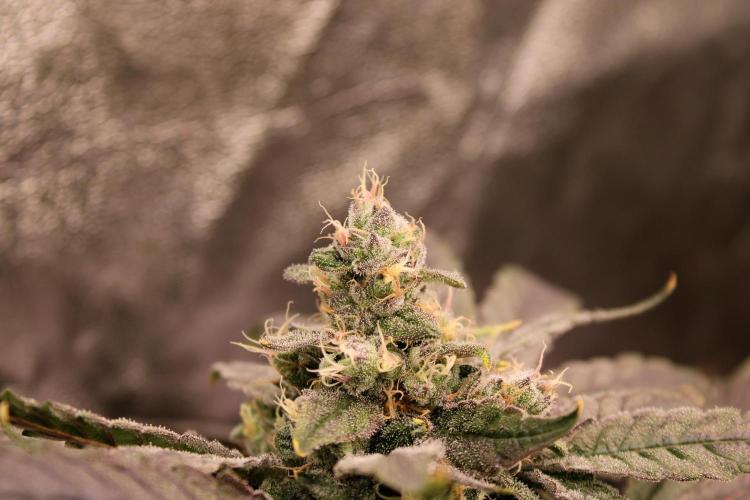 Blemics GrowDiaries '4. Week 14 - Nori Cake