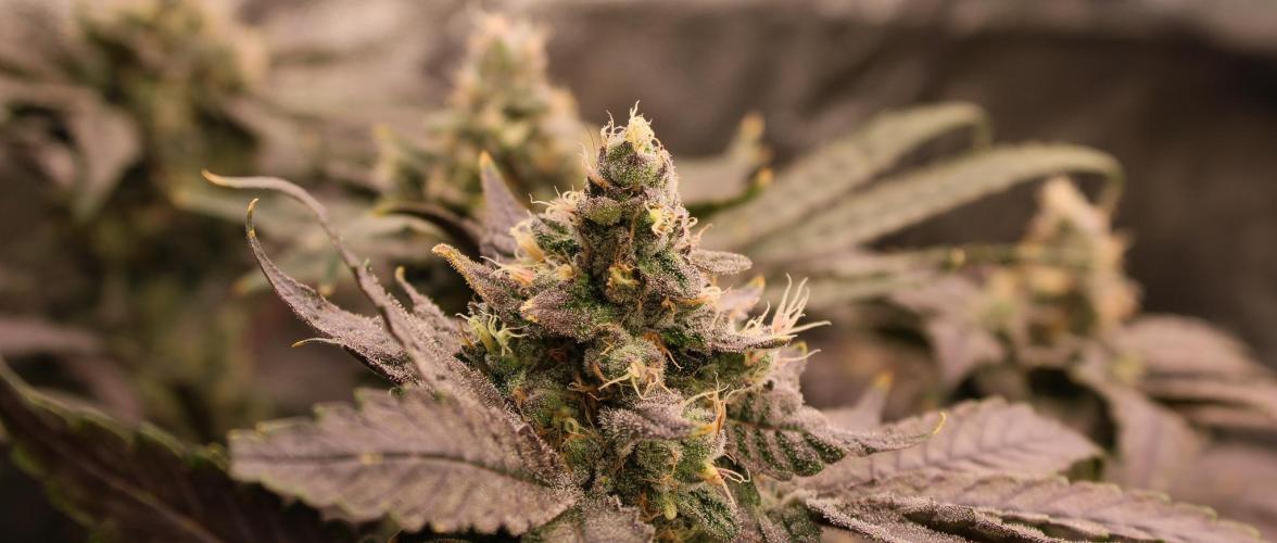 Blemics GrowDiaries '4. Week 14 - Nori cake