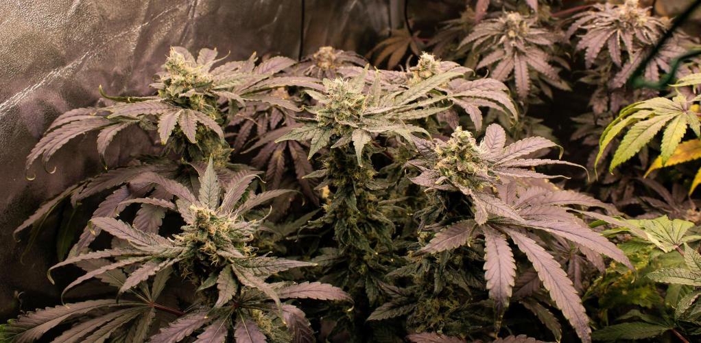 Blemics GrowDiaries '4. Week 14 - Nori Cake