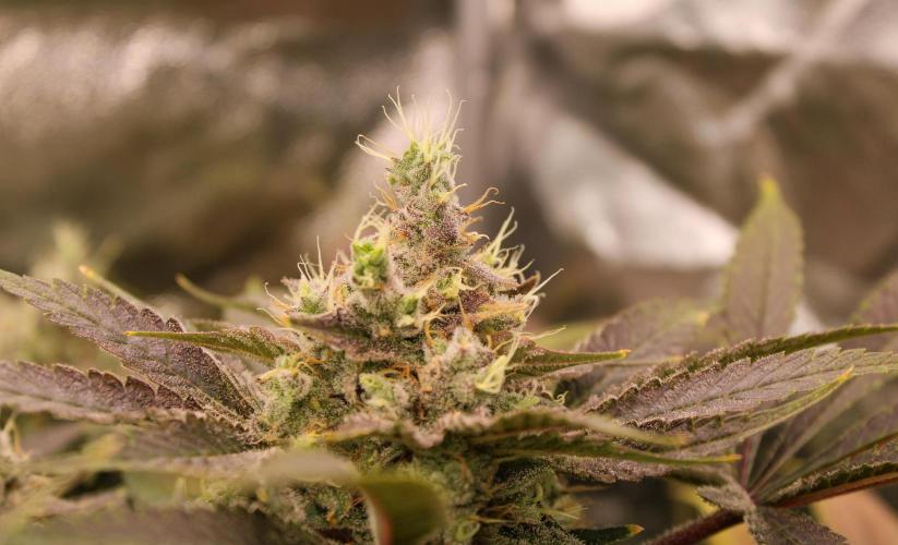 Blemics GrowDiaries '4. Week 14 - Nebula