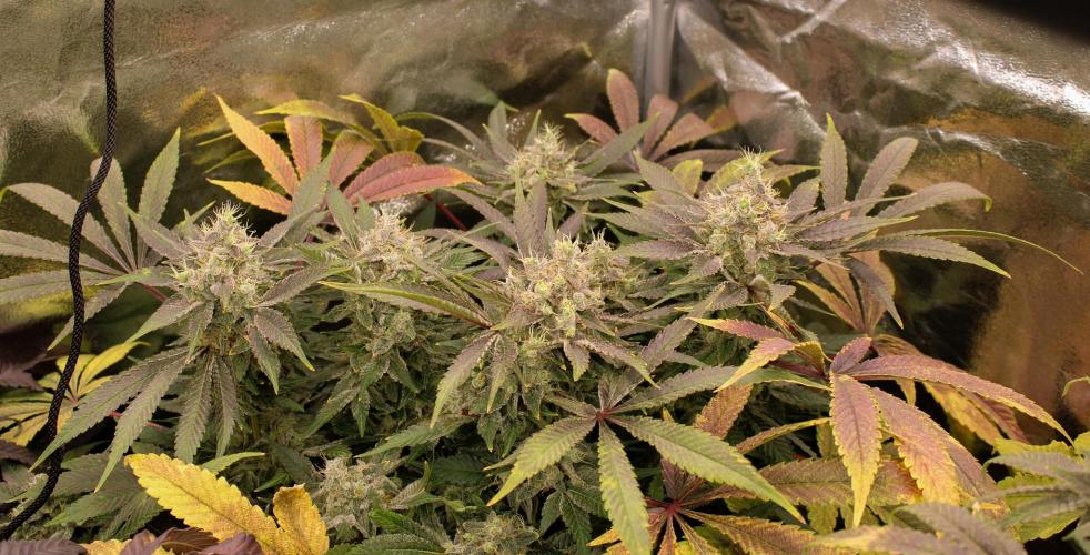 Blemics GrowDiaries '4. Week 14 - Nebula