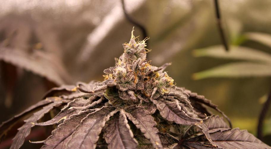 Blemics GrowDiaries '4. Week 14 - Ztrawberry