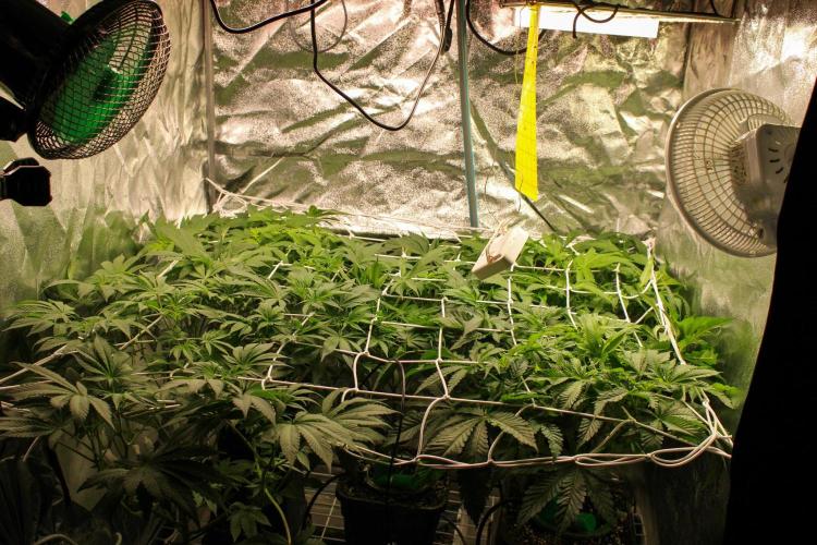 Blemics GrowDiaries '5. Week 8 - D8