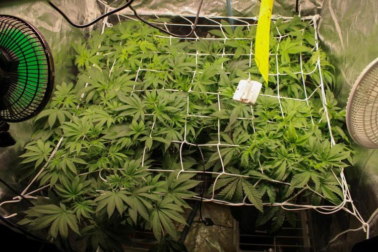 Blemics GrowDiaries '5. Week 8 - D8