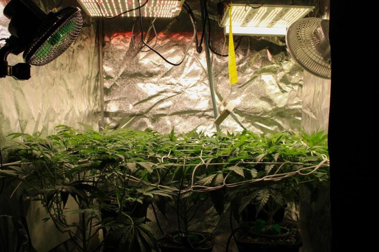 Blemics GrowDiaries '5. Week 8 - D8