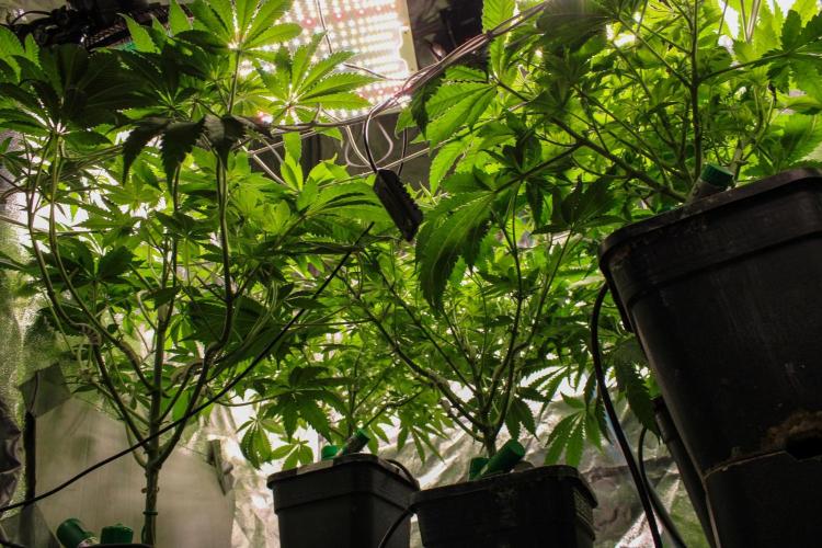 Blemics GrowDiaries '5. Week 8 - D8