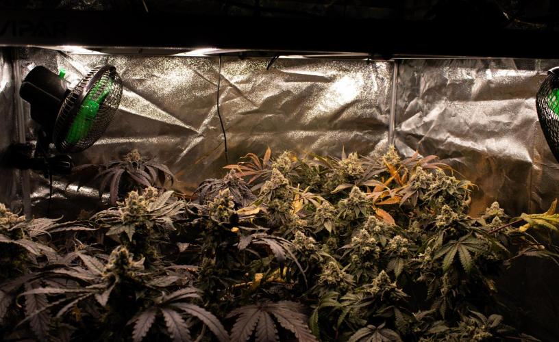 Blemics GrowDiaries '4. Week 15