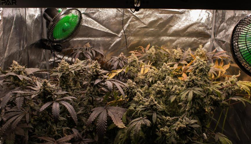 Blemics GrowDiaries '4. Week 15