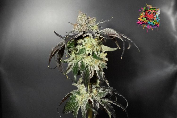 Blemics GrowDiaries '4. Week 15