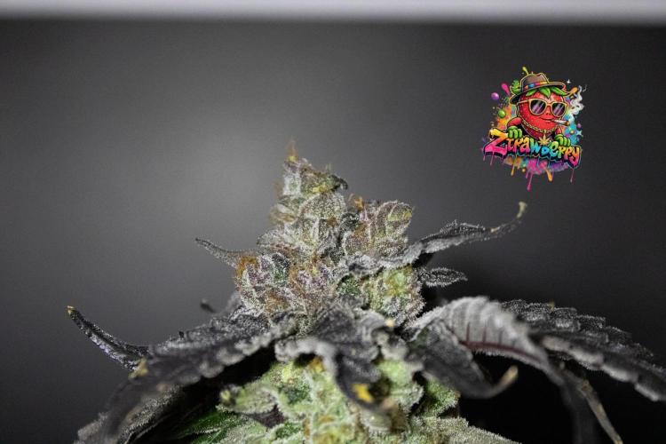 Blemics GrowDiaries '4. Week 15