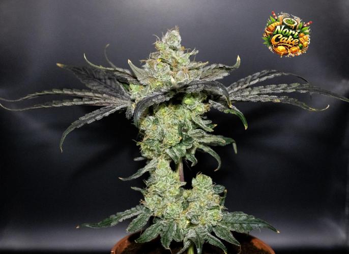 Blemics GrowDiaries '4. Week 15