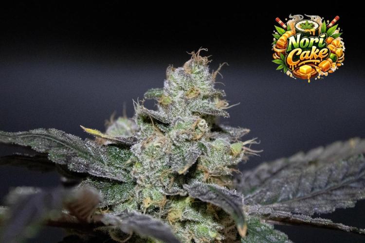 Blemics GrowDiaries '4. Week 15