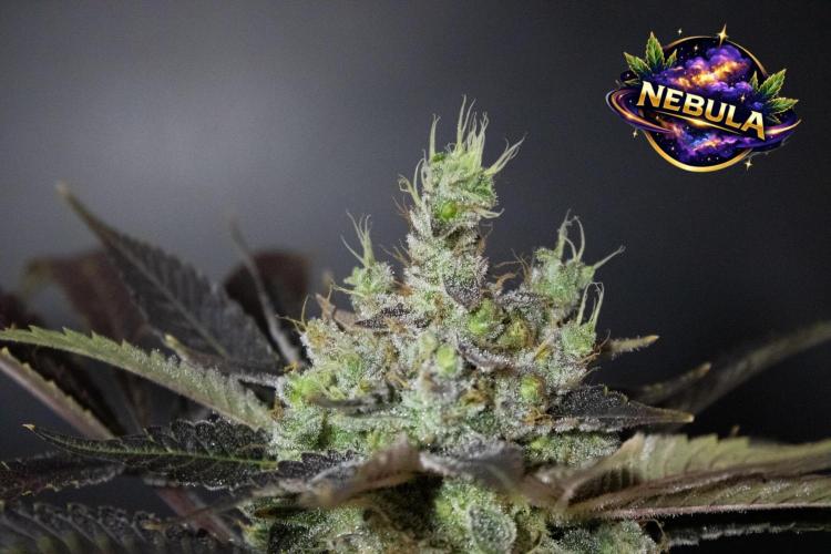 Blemics GrowDiaries '4. Week 15