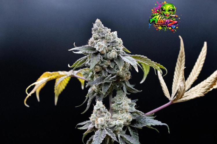 Blemics GrowDiaries '4. Week 15