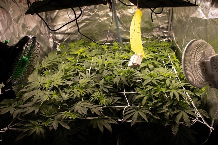 Blemics GrowDiaries '5. Week 9 - F14